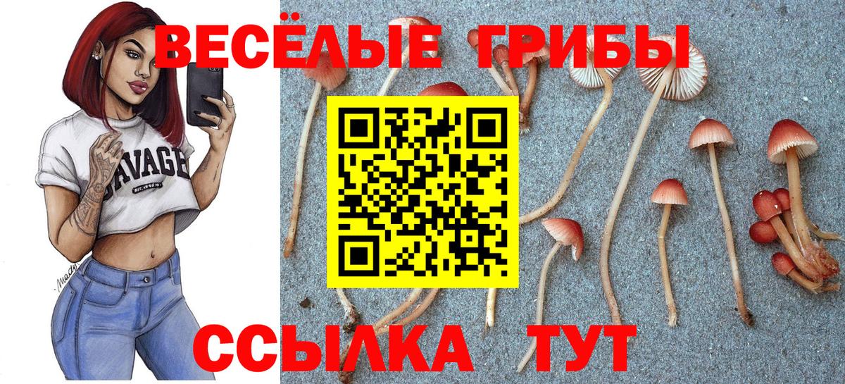Псилоцибиновые грибы Psilocybine cubensis Богородск
